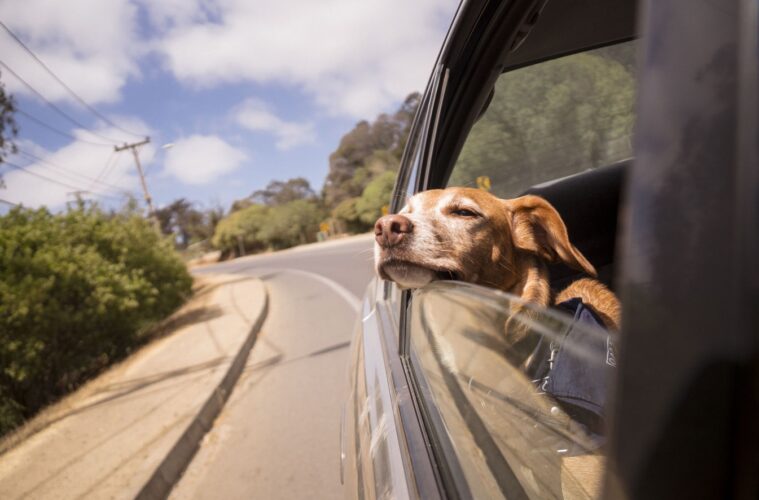 Tips For Travelling With A Pet
