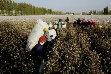 Cotton Laundered from China's Region of Xinjiang