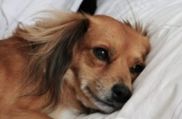 Dogs Can Be Depressed too: Here's How to Help Them!