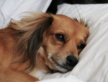 Dogs Can Be Depressed too: Here's How to Help Them!