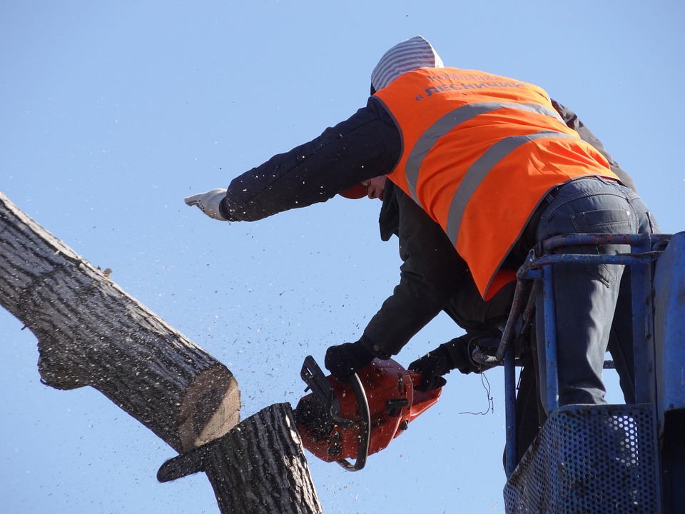 6 Signs It's Time To Have a Tree Removed From Your Backyard