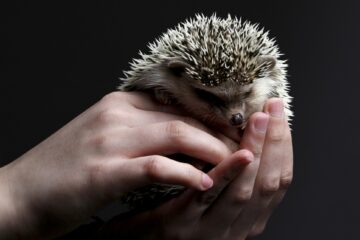 5 Reasons to Adopt a Hedgehog