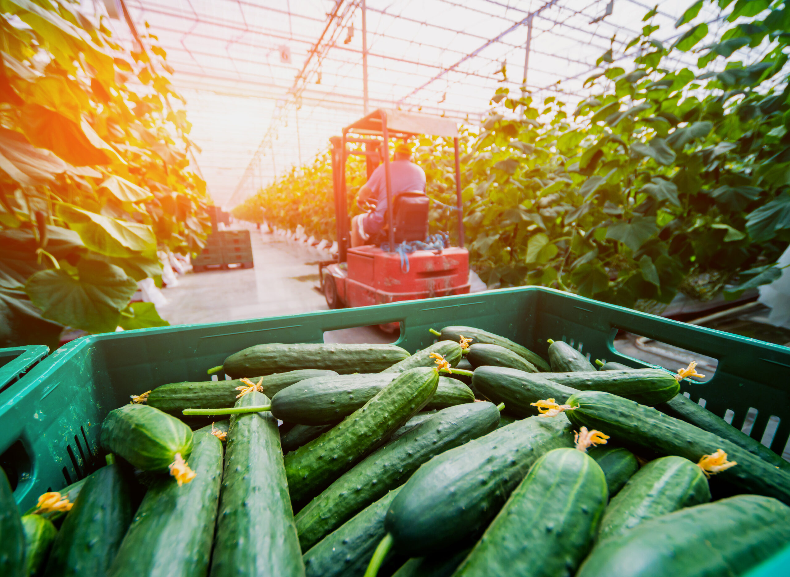 Harvested Cucumbers in a sunset greenhouse