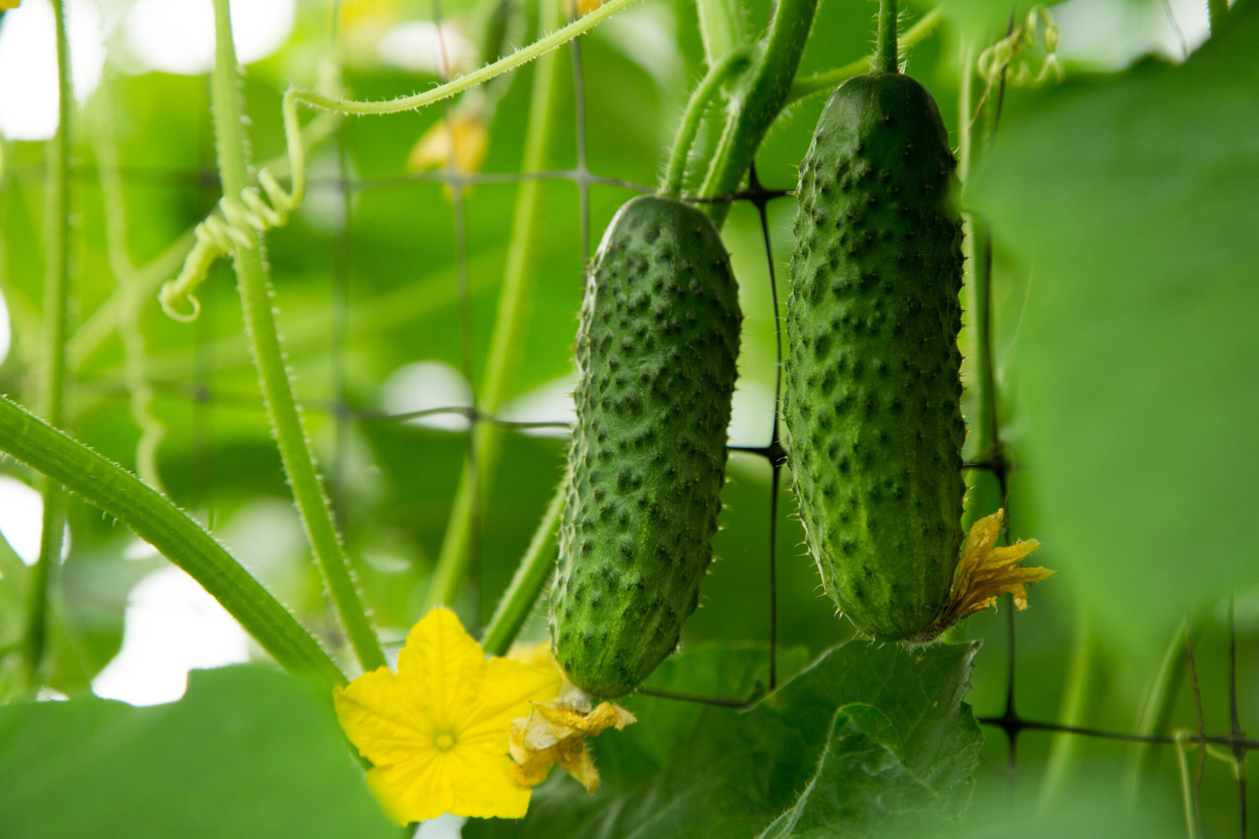 cucumbers growing as plants for gardening