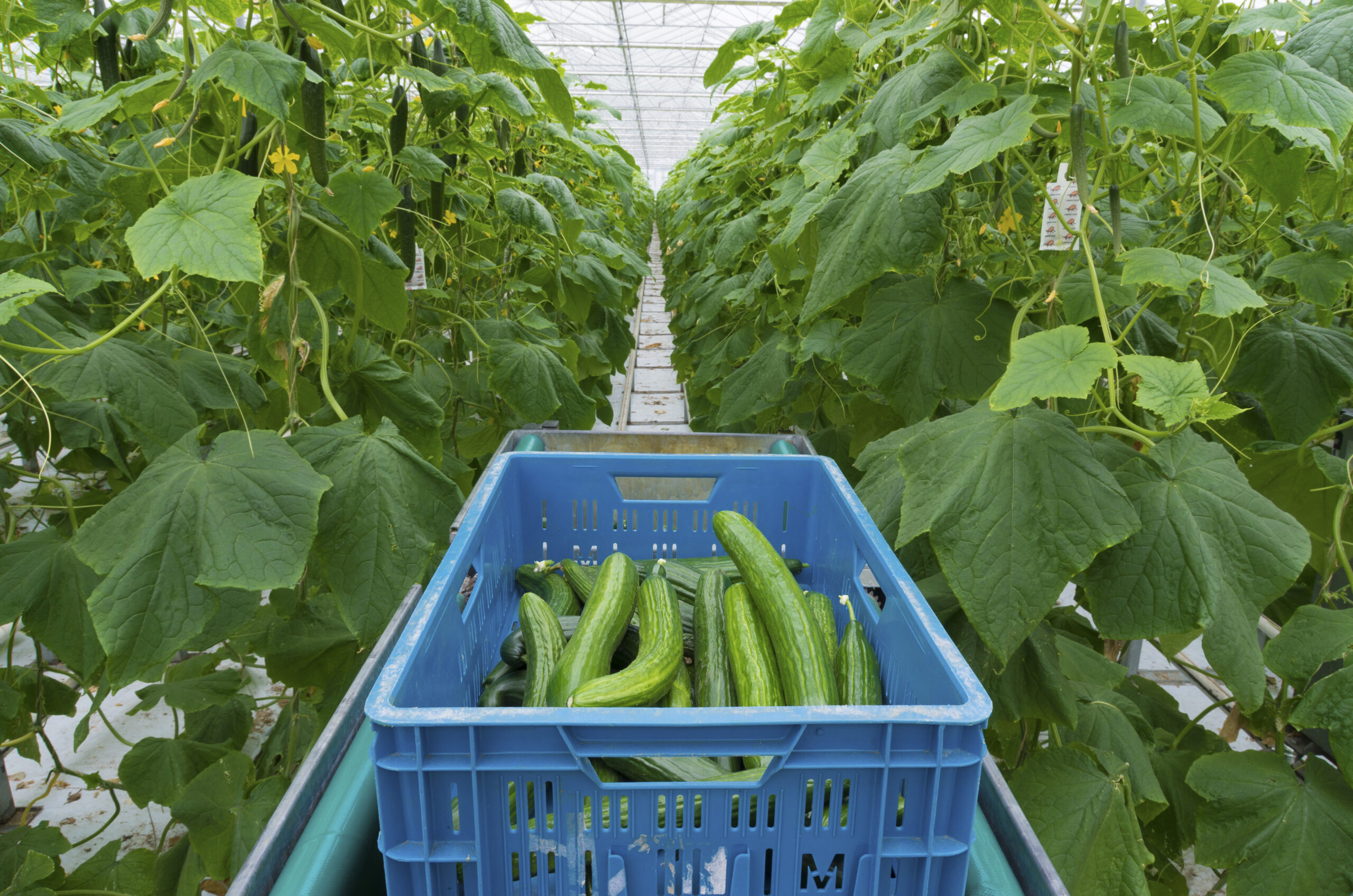 green cucumbers in a greenhouse being harvested