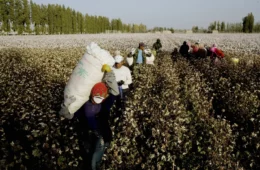 Cotton Laundered from China's Region of Xinjiang