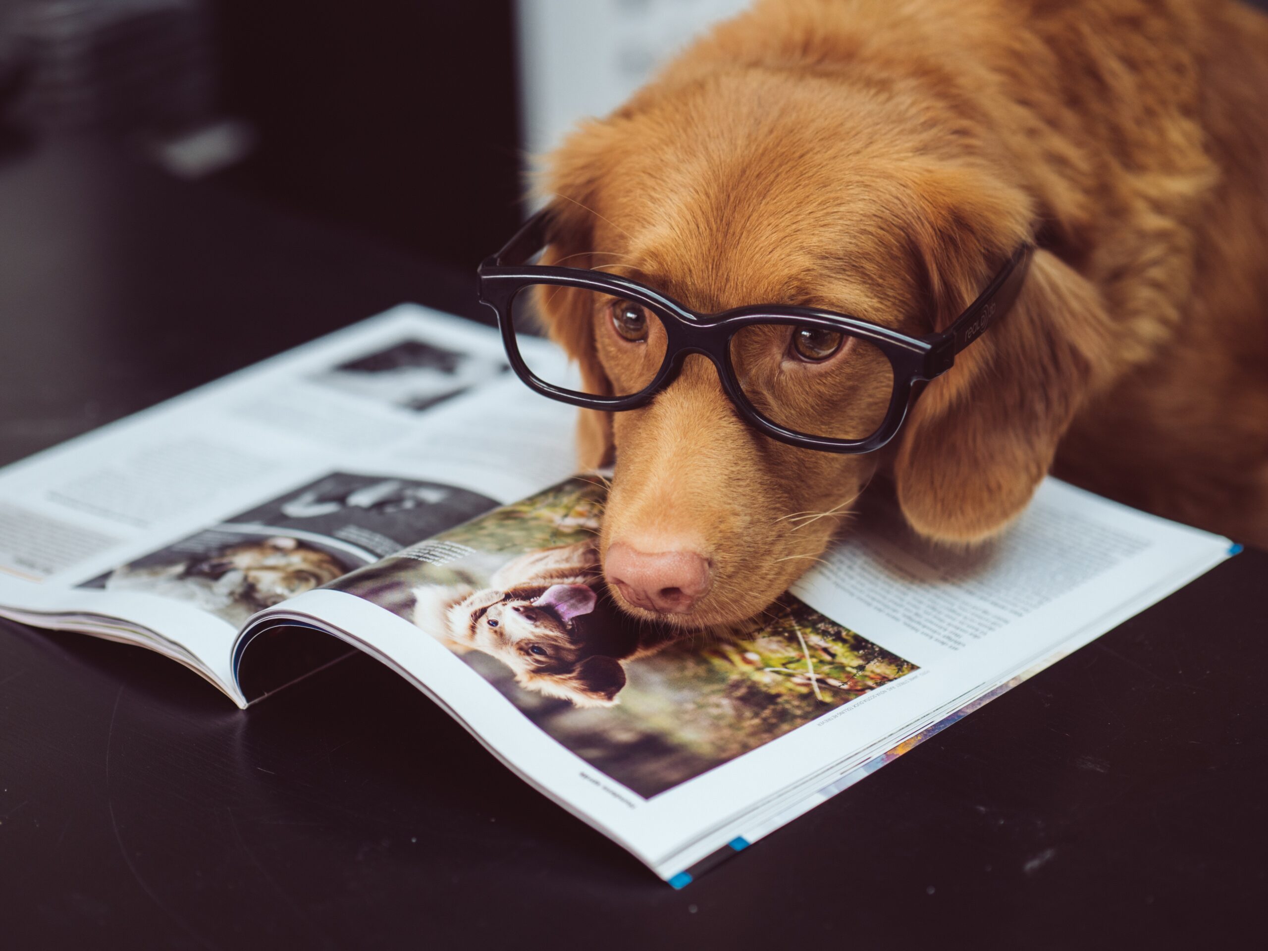 dog with glasses on laying on a magazine