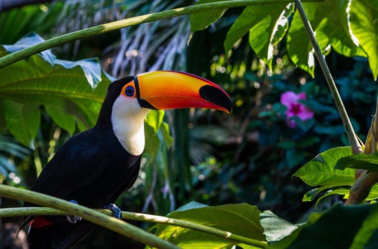 Bird at the Amazon rainforest
