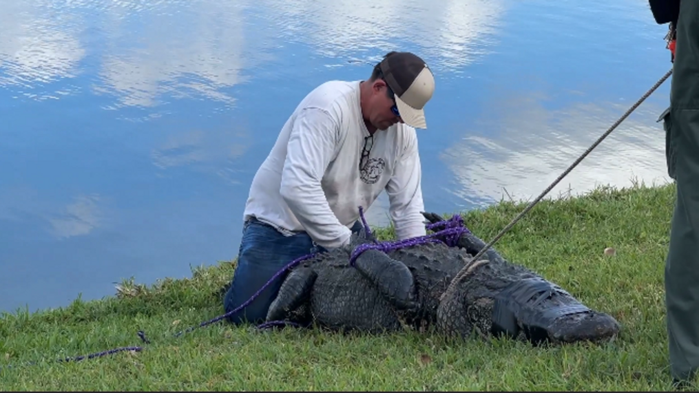Florida Alligator Attack 3 More Alligators Removed