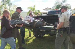 Alligator attacks Florida Woman Full Video