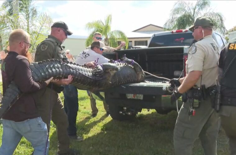 Alligator attacks Florida Woman Full Video