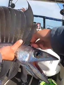 Fisherman Catches Bizarre Creature Reddit