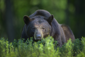 black bear wanders into Disney World Florida