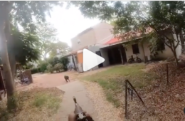 Hamas shoots dog video