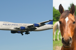 horse loose on plane video
