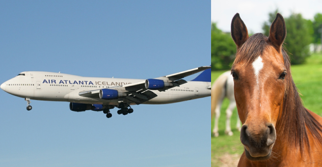 horse loose on plane video