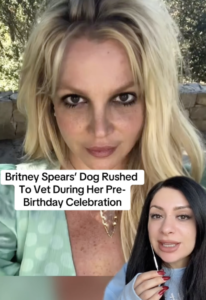 Britney Spears Dog Medical Emergency What Happened