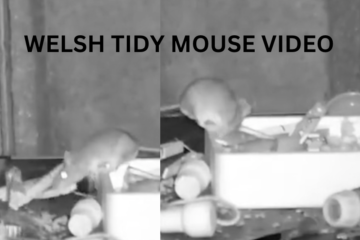 Welsh Tidy Mouse Video Cleaning up Shed