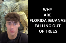 Iguanas Falling Out Of Trees In Florida Explained