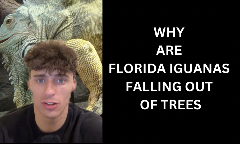 Iguanas falling out of trees in Florida, mid-air descent captured in a frozen moment