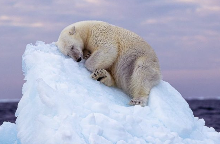 Sleepy Polar Bear Top Wildlife Prize Won By Amateur UK Photographer
