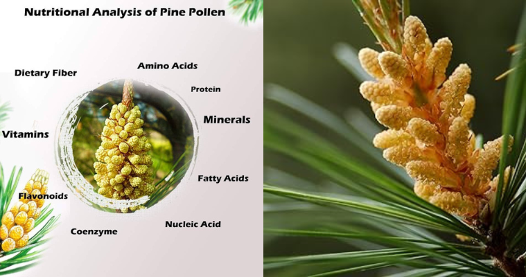 Pine Pollen benefits for women