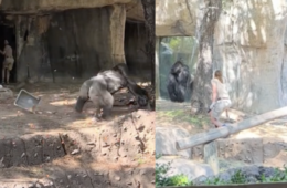 Fort Worth Zoo Gorilla 2 Keepers Stuck In Cage Enclosure Video Watch