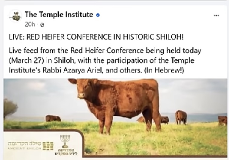 Red Heifer sacrifice 2024 update 