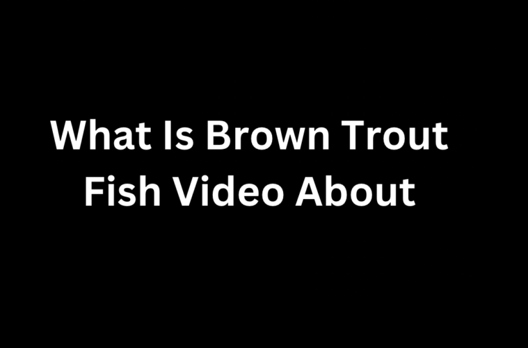 What Is Brown Trout Fish Video About