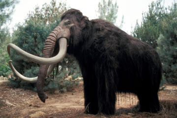 Woolly Mammoths Could Roam the Earth Again by 2028