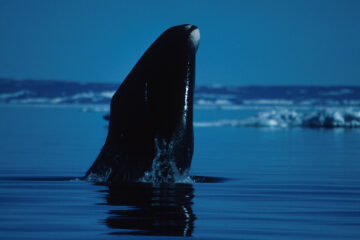 Whales Synchronize Over Miles