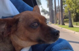 Paris Hilton Shares Heartwarming Video of Foster Dog Zuzu