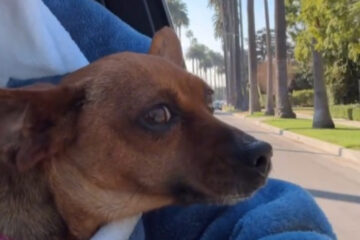 Paris Hilton Shares Heartwarming Video of Foster Dog Zuzu