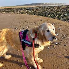 Golden Retriever Rescued After Being Swept Out to Sea