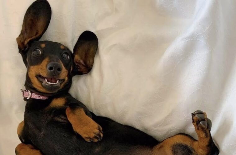 Survivor Dachshund Valerie Explained