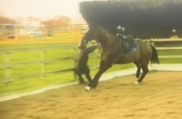What Happened To Molly Mae Horse Riding Accident Fall Video