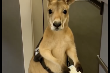 Kangaroo Plane Ticket Photo AI Is Getting "Scary"