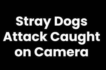 Stray Dogs Attack Caught on Camera: Young Girl Dragged and Bitten in Hubballi