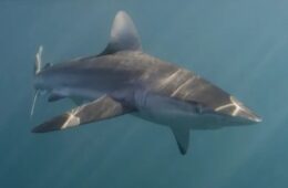 Man Bitten Twice by Shark Drives Himself to Hospital in Australia