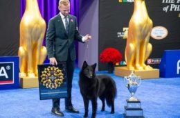 Who Won the National Dog Show?
