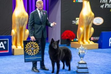 Who Won the National Dog Show?