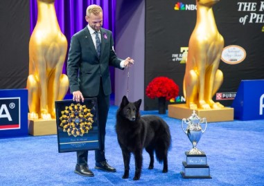Who Won the National Dog Show?