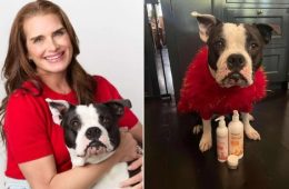 Brooke Shields Reveals Her Favorite Pet Gifts
