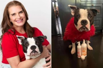 Brooke Shields Reveals Her Favorite Pet Gifts