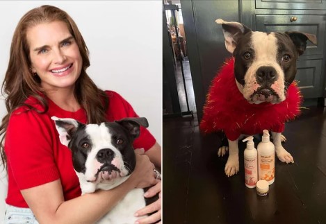 Brooke Shields Reveals Her Favorite Pet Gifts
