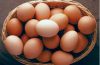 Salmonella Outbreak From Eggs Leaves 63 Ill