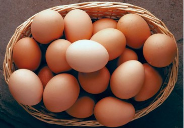 Salmonella Outbreak From Eggs Leaves 63 Ill