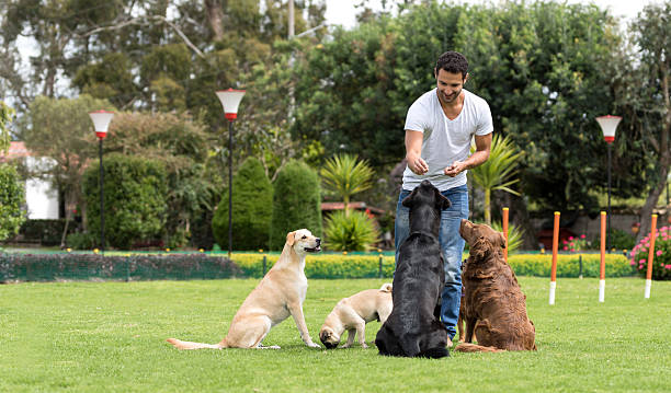 The Top 3 Best Dog Trainers in Long Beach CA 