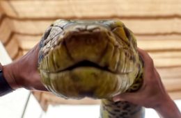 ‘Anaconda’ Slithers Past $100 Million at Box Office