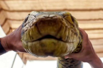 ‘Anaconda’ Slithers Past $100 Million at Box Office